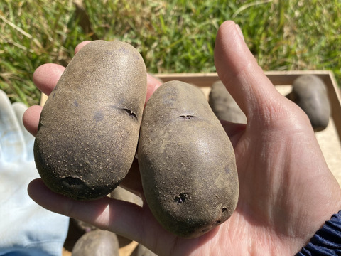 鹿児島県産じゃがいも食べ比べセット　デジマ600gシャドークイーン500gインカのめざめ500g