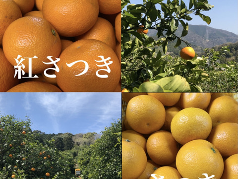 【紅】春に食べた八朔は、あなたの心を虜にする。【8kg】