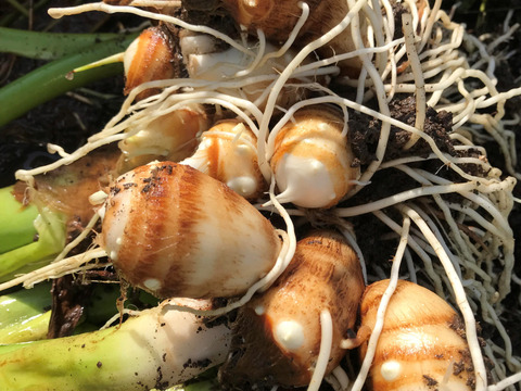 ほっこり美味しい里芋　2キロ