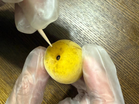 自然栽培 完熟梅（ありがうめ） 1.7kg 下処理不要で梅仕事なんと