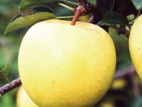 【一度は食べて頂きたい！】約３キロ 和梨みたいな青森県産りんご「樹上完熟葉とらず星の金貨」