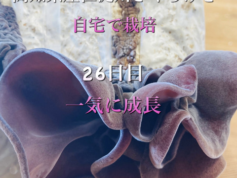 【大人の自由研究】【6月5日までの限定販売】『高知県産きくらげ栽培用の菌床ブロック×2個』簡単な育て方リーフレット付 ※商品到着後1週間以内に切込みを入れ栽培できる方