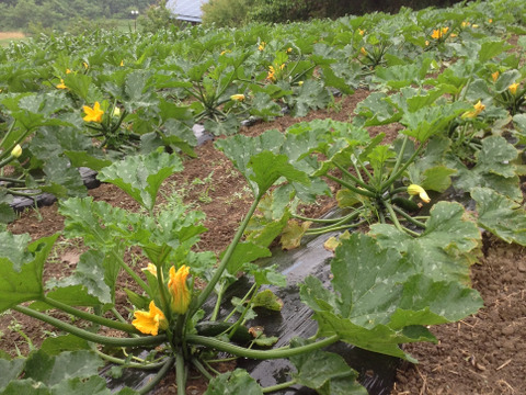 【父の日ギフト】まあるくはじけるポップコーン付き☆信州四賀より里山の旬野菜セット【mini　6品目】