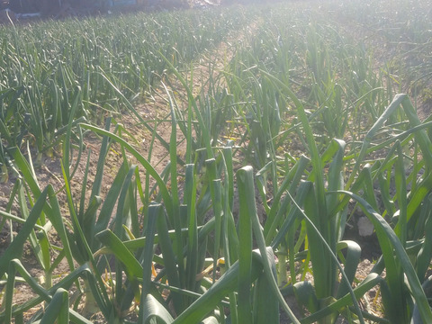 淡路島むき玉ねぎ　3㌔