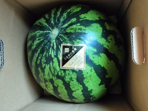 7月下旬より発送開始予定　とにかく甘い！プレミアム【大玉】八色産スイカ「こまがた家の八色のスイカ」（1玉あたり6~9kg）1玉