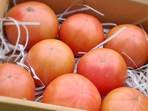 【限定】子どもも喜ぶデカウマ道産トマト（1.5kg箱）