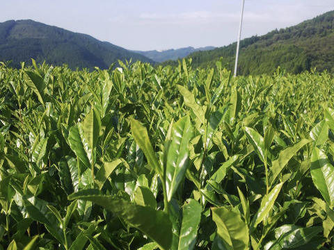 【新茶】八女茶たつみ園大容量コスパ最強！！！煎茶300g×3本セット。発送は５月下旬から開始。