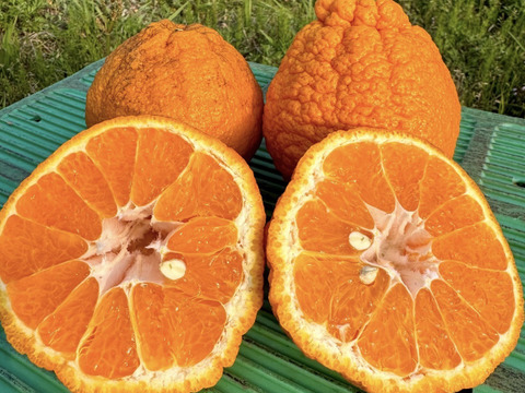 加工用 熊本県産 不知火 (肥の豊) 箱込み10kg