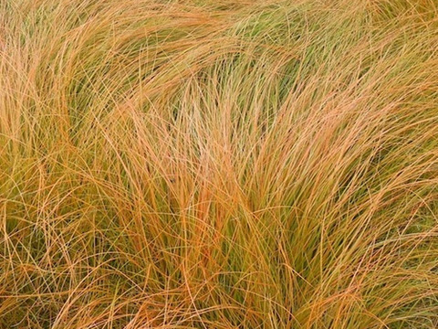 2個セット  グラス カレックス プレーリーファイヤー  イングリッシュガーデン カラーリーフ 花苗 多年草 宿根草