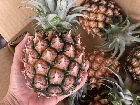 品種おまかせ！小玉詰め詰め便【中箱約3.5キロ】6〜8玉前後 石垣島パイン　石垣島パイナップル／ピーチパインまたはポコットパイン（スナックパイン）または品種ミックスでお届け