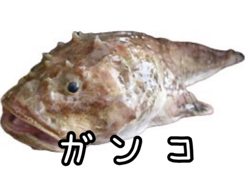 ☆YouTubeで紹介☆ へんな魚ボックス【未利用魚オンリー】魚種指定不可、お届け日指定不可の商品です