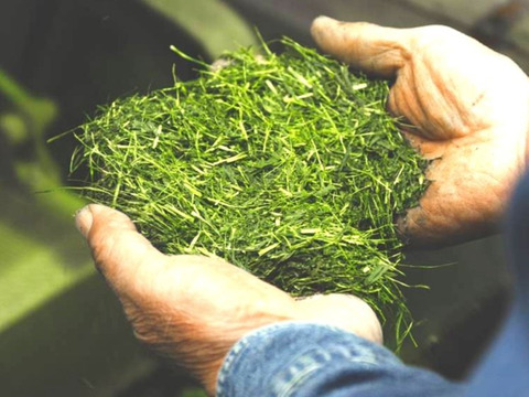 2袋★サッパリ♪「りょうふう」水出し煎茶ティーバッグ★ボトルに入れて冷蔵庫に置くだけ・20個入り