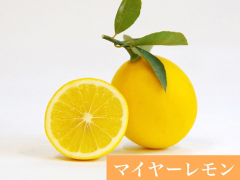 【長崎県産】マイヤーレモン１０kg