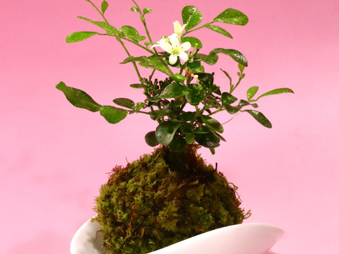 〜優しい空間を〜　苔玉　月橘（げっきつ）
