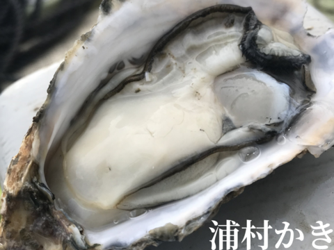 三重県産 浦村かき  むき身500g＋殻付き20個 ×3箱
（1箱あたり、約2.7kg前後、4～5人前）
【贈り物】【生牡蠣】【生食用】 母の日父の日