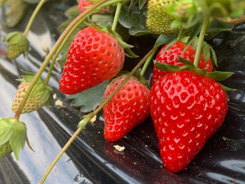 【食べ比べ】大満足の2000g食べ比べセット！人気品種「紅ほっぺ」1000g+静岡限定品種「きらぴ香」1000g or 希少品種「おいCベリー」1000gのどちらかのランダムパック!