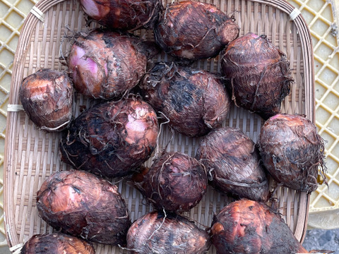 農家直送！セレベス(赤目芋)の里芋：2kg M~LLサイズ※参考写真は1kgです