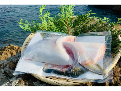 【年末年始はこれだ！】百年漁師の鰤　スキンレスブロック8P（1匹分）　冷凍　熨斗対応可