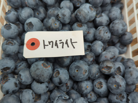 【パリｯ！プリｯ✨】トワイライト
400g