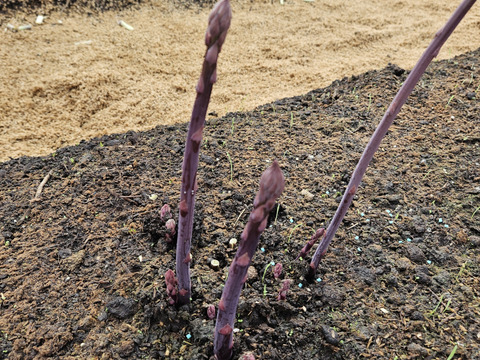 【紫＆緑食べ比べ】「アスパラガス」サイズミックス1kg