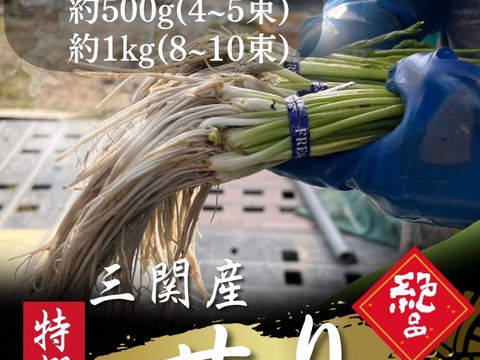 北限のせり 鍋 セリ鍋 きりたんぽ鍋  天ぷら 500g せり 三関産せり しゃぶしゃぶ セリ 家庭 ギフト お歳暮 クリスマス すき焼き 家庭 雑煮 七草 お取り寄せ野菜