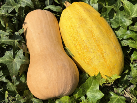 訳あり＊バターナッツ&そうめんかぼちゃのセット＊固定種＊3kg