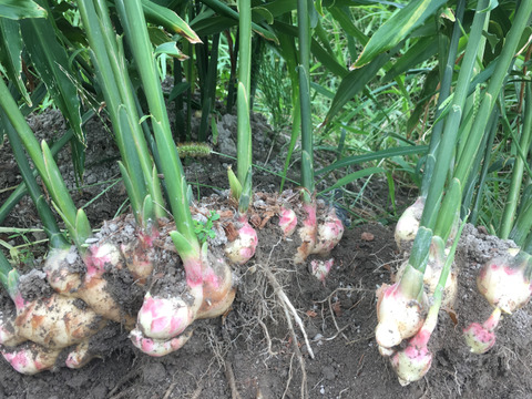 【20%増量キャンペーン中】四万十町産(洗い、土佐一生姜)500g