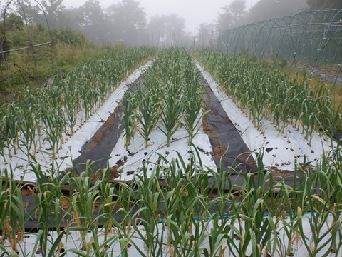 生ニンニク　1kg　(M～Sサイズ混合)　自然栽培（栽培期間中　肥料・農薬・除草剤不使用）