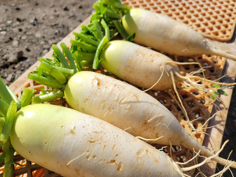 自然農法認証ミニ大根4.5キロ位