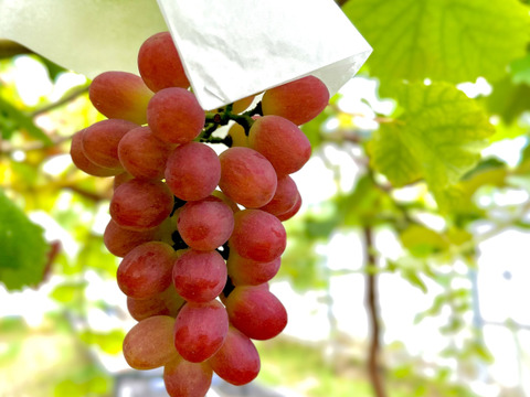【おすすめ】太陽の恵みたっぷりサニードルチェ厳選1房