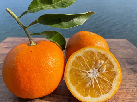 箱込み1kg 橙栽培期間中農薬・化学肥料を使用していない　人と環境に優しい橙