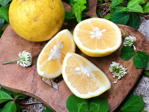 お試し！【農薬不使用】ニューサマーオレンジ1kg