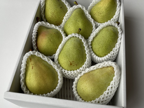 【西洋なし】マルゲリット・マリーラ 3キロ 【さわやかな美味しさ】【西洋梨】【西洋ナシ】【🍐】