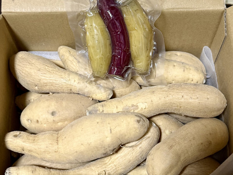 今話題の白いサツマイモ「きみまろこ」
上品な甘さとまろやかな口ざわり
2キロ入り中くらいサイズミックス