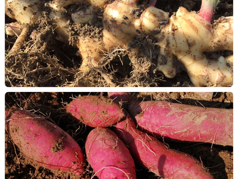 新生姜　べにはるかセット【農薬・化学肥料 不使用】