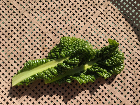 [なゆた農場]冬の葉物野菜セットLサイズ（10袋分）