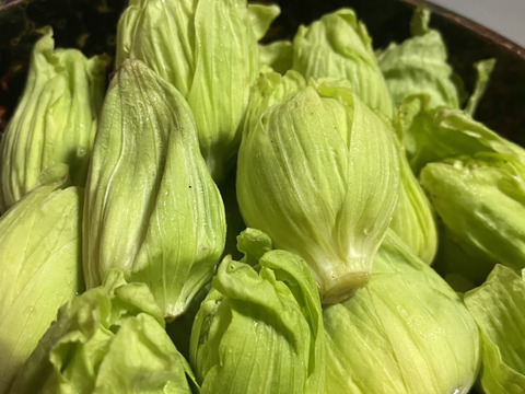 【天然の春の味覚】岩手県産ふきのとう200g – 自然の恵みを新鮮直送