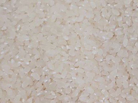 令和5年産 幻のお米 ハツシモ 大阪千早赤坂産 5kg