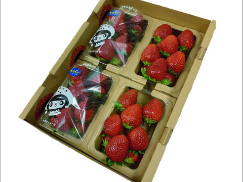 一箱4パック入り 家庭用 いろいろなサイズ 『モカベリー』 完熟いちご  苺 いちご 果物 ※時間指定は可能です。