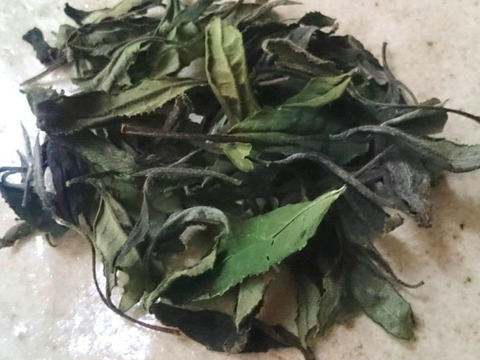 贅沢！世界のお茶セット　日本産　農薬・肥料不使用加茂自然農園のお茶