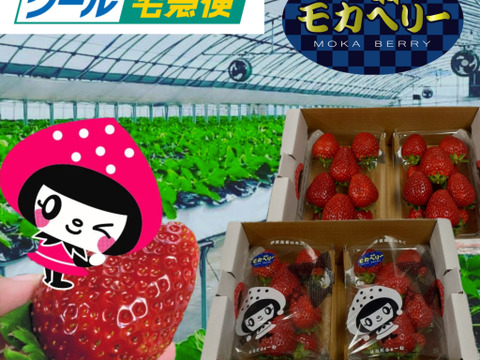 二箱4パック入り 家庭用 いろいろなサイズ 『モカベリー』 完熟いちご 苺 果物