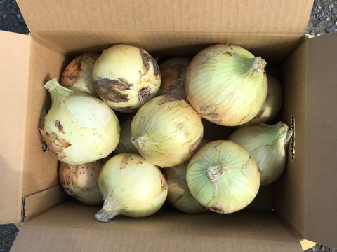 訳あり入りでお買得 淡路島新玉ねぎ 5kg サイズ混 兵庫県産 食べチョク 農家 漁師の産直ネット通販 旬の食材を生産者直送