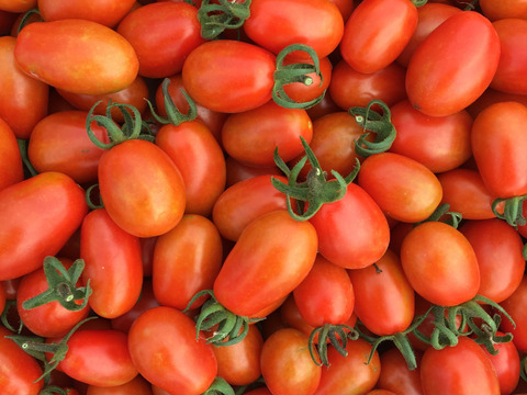 子どもに大人気★８種類のカラフルミニトマトミックス（たっぷり1kg）