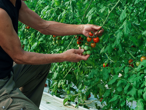 【大人気商品♫】甘さと香り抜群！フルーツトマト「ポモロッサ」（4パック＋おまけ2つ付）