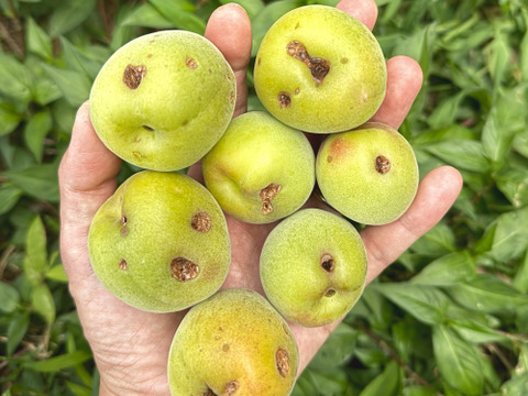 【訳あり（雹被害）】自然栽培 紀州南高梅｜ひとみずの梅干し 500g｜無添加・無肥料・農薬不使用｜見た目にキズあり／味・品質そのまま｜ご家庭用