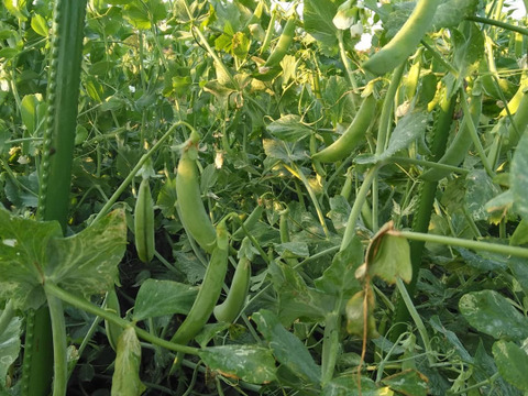 自然栽培スナップエンドウ５００ｇ。今が旬、甘くておいしい！