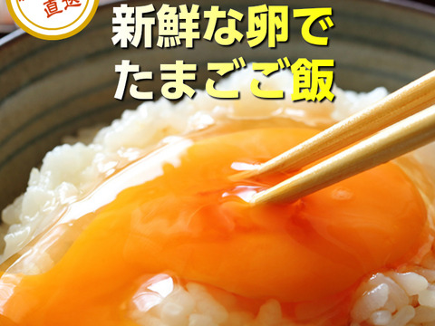 【お米・たまごセット】令和6年産 農薬不使用米 コシヒカリ 白米 5kg+美野里たまご10個入り1P