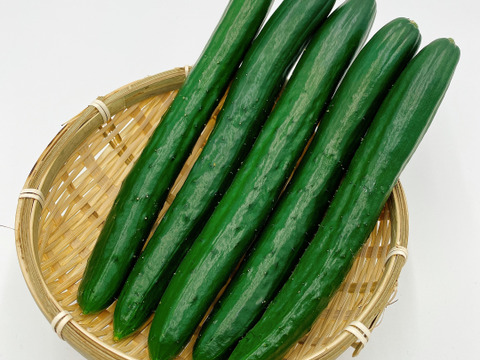 【季節の旬な野菜】ヴェリタスのおすすめ野菜セット