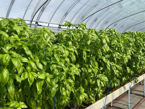 穫れたてバジル 1kg　　～濃ゆい香り～