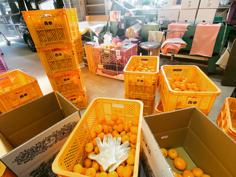 高糖系みかん代表【総合２１】🍊５キロ【数量限定！】